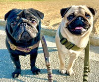 カイお兄ちゃんとくうちゃん。カイくんは、しっぽは伸ばさないけれど、元気いっぱい表情や仕草で喜びを表現します。（提供：パグと猫のいる暮らしさん）