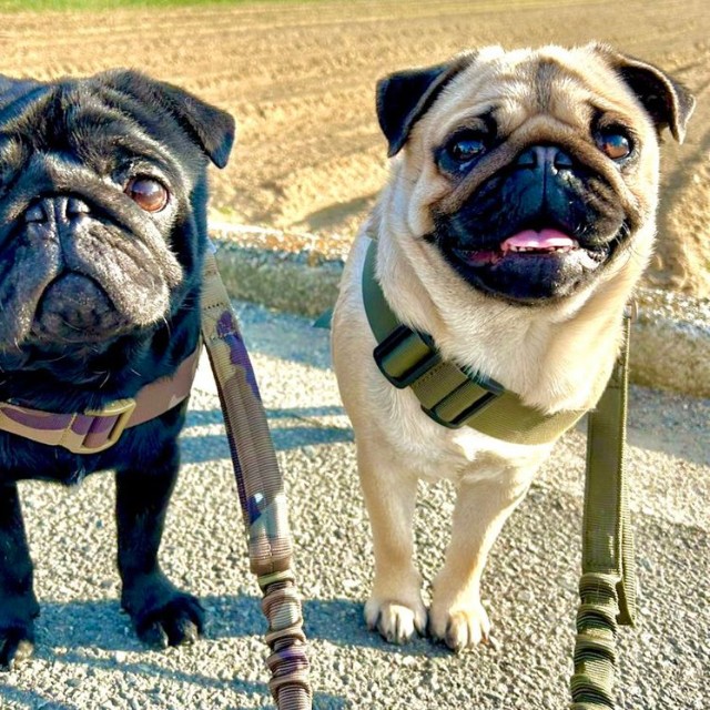 カイお兄ちゃんとくうちゃん。カイくんは、しっぽは伸ばさないけれど、元気いっぱい表情や仕草で喜びを表現します。（提供：パグと猫のいる暮らしさん）