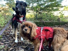 子のため必死に働いてきた女性　犬猫たちとの日々、51歳の今「人生再スタート」