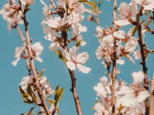 私は後悔した。「第二ボタンもらっていい？」ってなんで聞いたんだろう