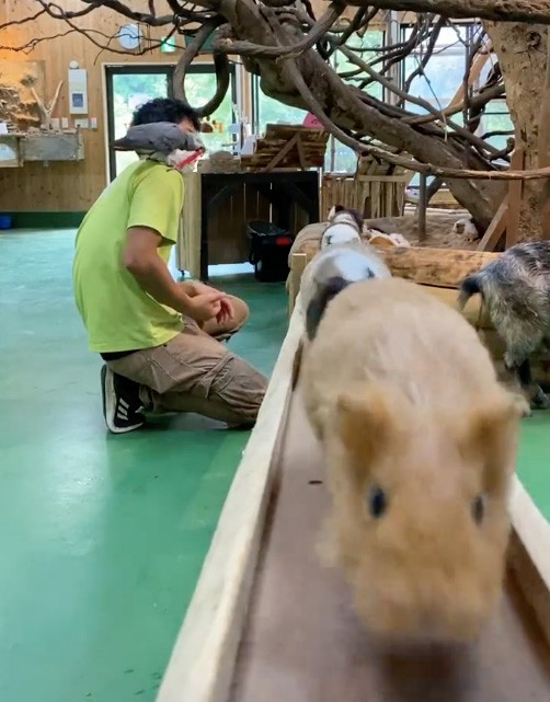 合図とともに1匹目のモルモットがタッタカと走り出す（長崎パイオパークのTwitterの動画のキャプチャ画像）