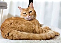 3歳を迎え、美ニャンに磨きがかかったこなちゃん（画像提供：ユンコロさん）