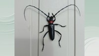 特定外来生物・クビアカツヤカミキリを香川で初確認　 農業被害や樹木倒壊の被害につながる