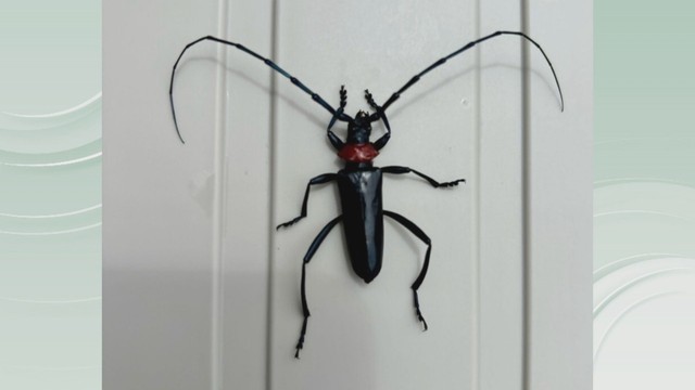 クビアカツヤカミキリ　香川県提供