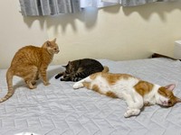 ダメな場所でふんばってる猫が1匹います…（画像提供：猫整体 キュベレイさん）