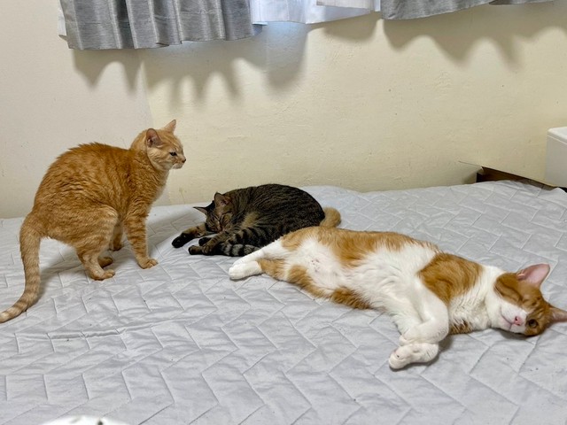 ダメな場所でふんばってる猫が1匹います…（画像提供：猫整体 キュベレイさん）