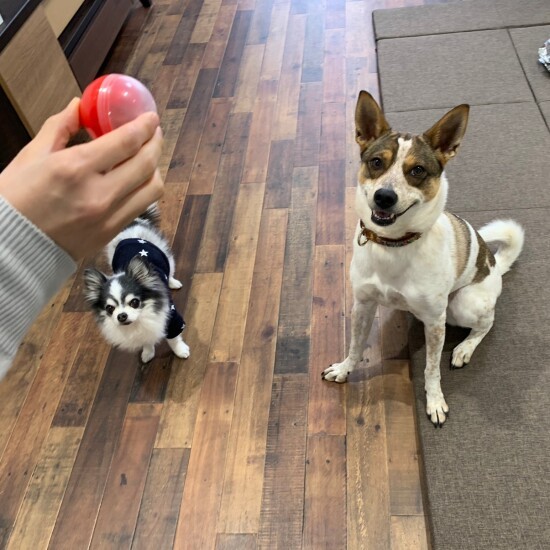 スタッフのペットたちは休憩時間、スタッフと知育トイや宝探しゲームで遊ぶ（山下さん提供）