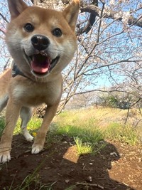 【After】お迎えから1年後のぽたくん。「お散歩大好きっ！家族と一緒で毎日楽しいっ！」（画像提供：しばいぬ_ぬんさん）