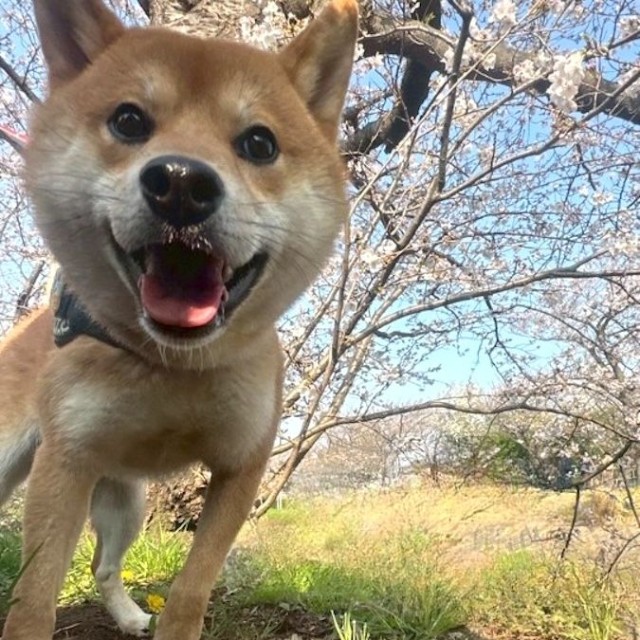 【After】お迎えから1年後のぽたくん。「お散歩大好きっ！家族と一緒で毎日楽しいっ！」（画像提供：しばいぬ_ぬんさん）