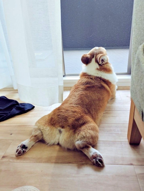 後ろ足ピーンのまま日向ぼっこするニコくん（画像提供：くぅこ@コーギーのいる暮らしさん）
