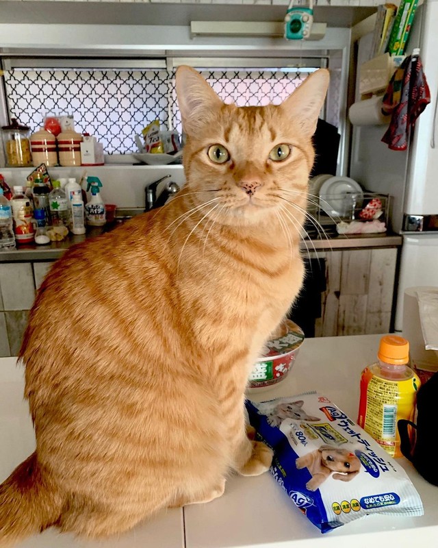 何か美味しいものあるかにゃ