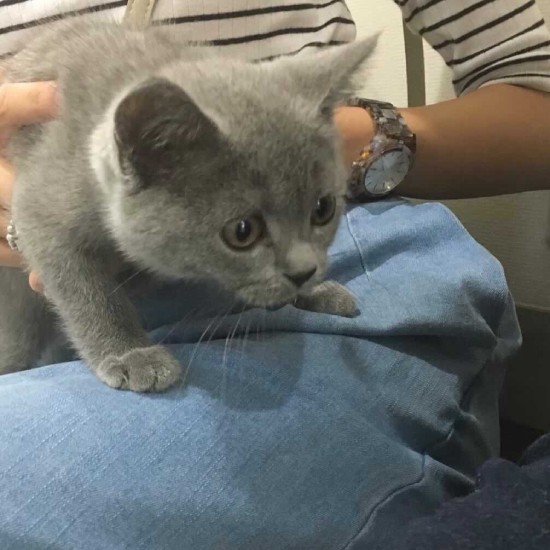 家にきたころの「めい」