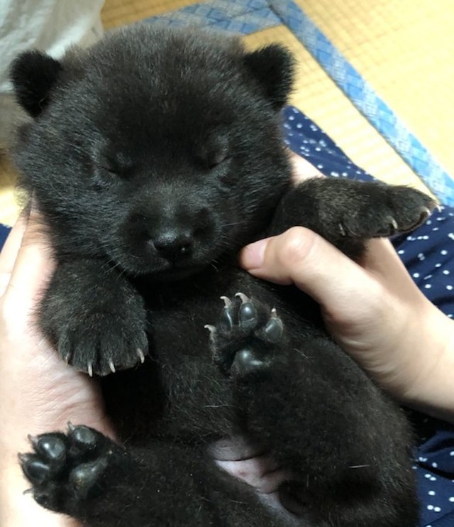 烏海さんの膝の上で眠る虎麦ちゃん。生まれて初めての爪切り、頑張れるかな？（画像提供：烏海さん）