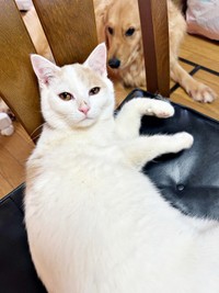同居犬の吟くんと福くん（画像提供：888さん）