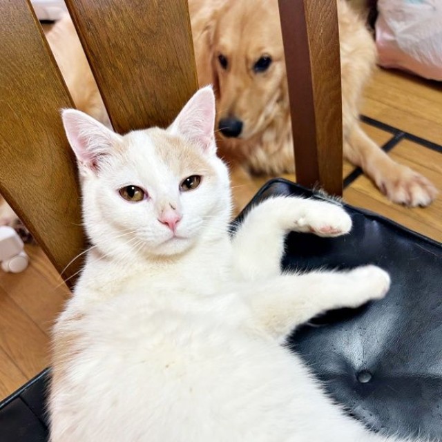 同居犬の吟くんと福くん（画像提供：888さん）