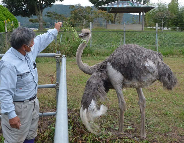千平方メートルの敷地にひとりぼっち 寂しげなダチョウが問いかける 