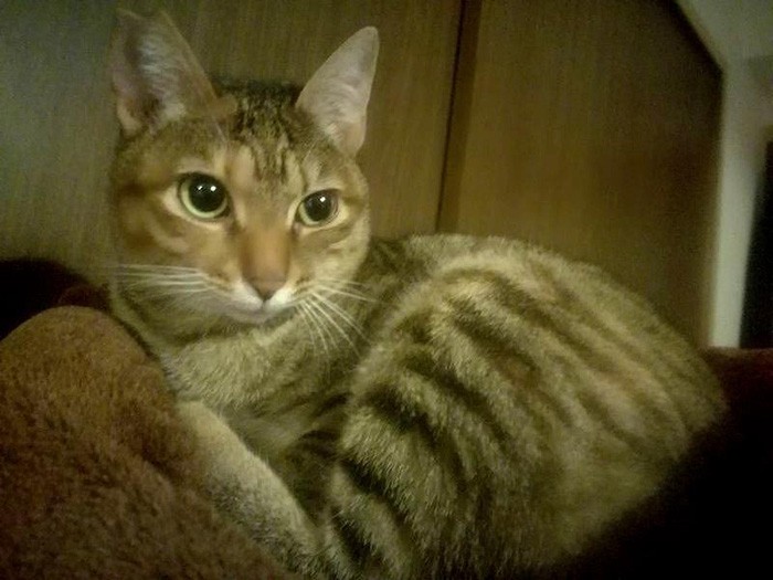 臆病だけど、家族には心をひらいた