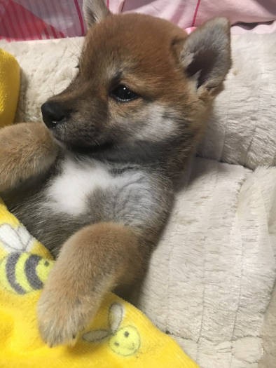 まだお鼻のまわりがうっすら黒くて、赤ちゃんの面影が残ってます（飼い主さん提供）