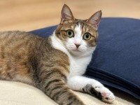 少しずつ息子さんと距離を縮めているステラちゃん（画像提供：友禅師 水野可菜:名古屋の小さな友禅屋さん）