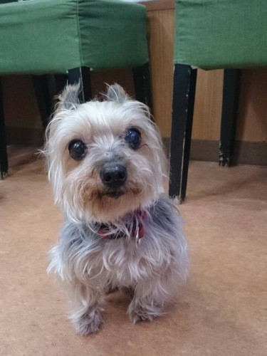 車に乗せて、毎日一緒に出勤した。待合室にも顔を出し、病院の看板犬として人気者だった（高藤さん提供）