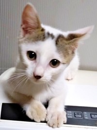 猫風邪を乗り越えてーー少しずつ回復したキナコちゃん（画像提供：ゆーちゃんさん）