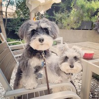 飼い主の朝ごはんに付き合ってくれるジジトト（jiji&totoさん@ jiji_imk提供）