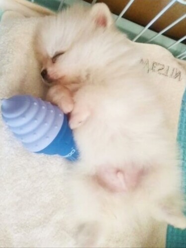 家にきたころの「ルチア」