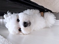 ソファの下でゴロンと寝そべるきなりくん（画像提供：きなりさん）