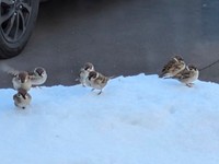 雪降る日も現れたスズメたち（画像提供：さっつーさん）
