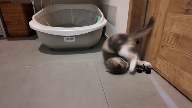 ぐるんとでんぐり返しをしながら狩りの練習をします（提供：おかゆ生活さん）
