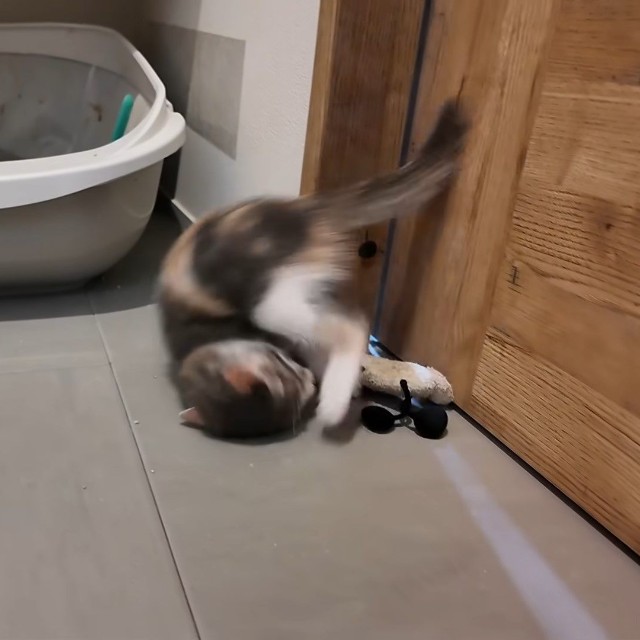 ぐるんとでんぐり返しをしながら狩りの練習をします（提供：おかゆ生活さん）