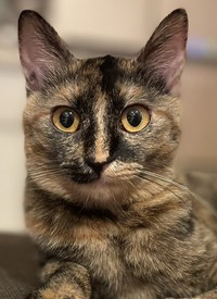 ハイライトを入れたような鼻筋の模様も愛くるしい