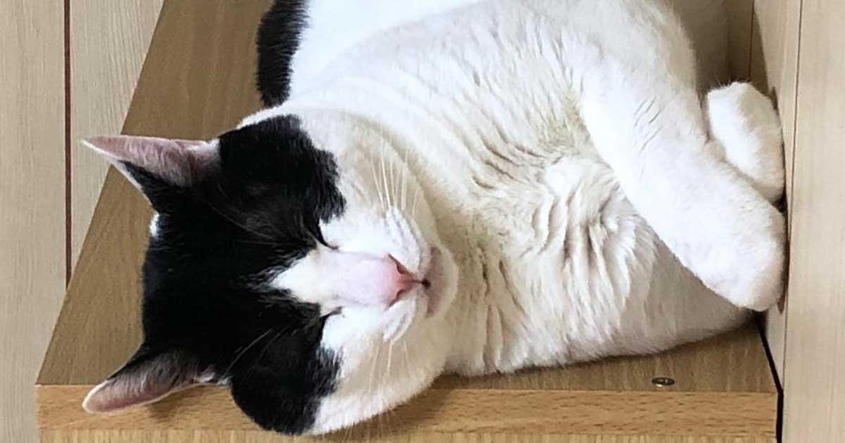 8キロ超の大きな体、でも鳴き声がかわいい ミックス猫「うに」 | 「犬