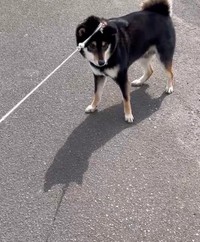 園児たちの賑やかな声に警戒し、拒否柴を繰り出すはるくん（動画からキャプチャー／提供：黒柴はるママさん @51316Mika）