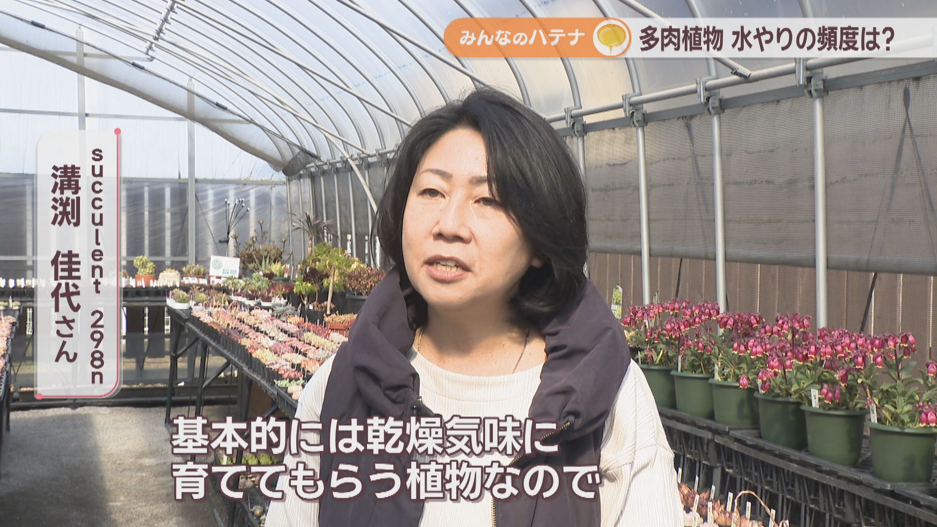 多肉植物の水やり頻度は?土は何がいい? 多肉植物の専門店に聞いてみた