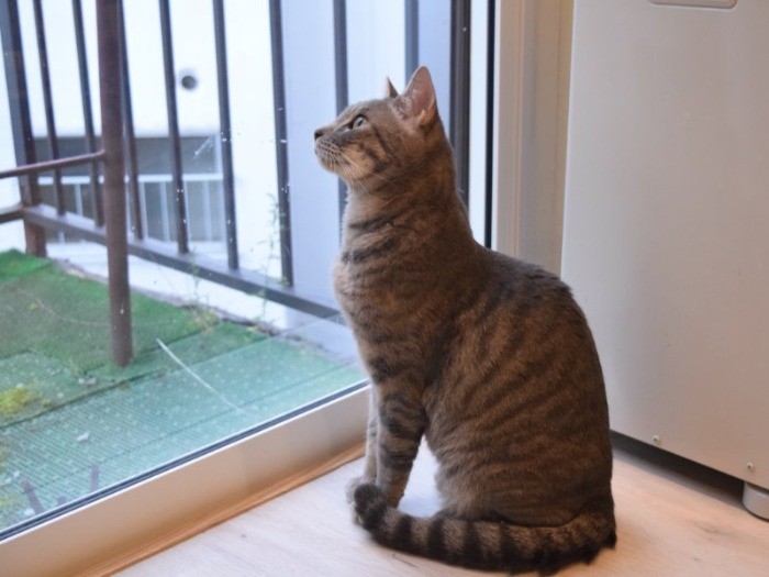 窓際で外を眺める保護猫