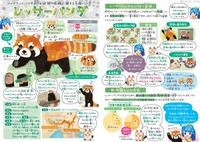 実はジャイアントパンダよりも危機に瀕している元祖パンダ「レッサーパンダ」＜『絶滅危機動物ファイル』より＞（画像提供：キクチミロさん）