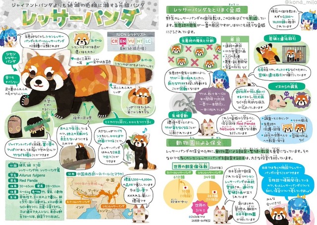 実はジャイアントパンダよりも危機に瀕している元祖パンダ「レッサーパンダ」＜『絶滅危機動物ファイル』より＞（画像提供：キクチミロさん）
