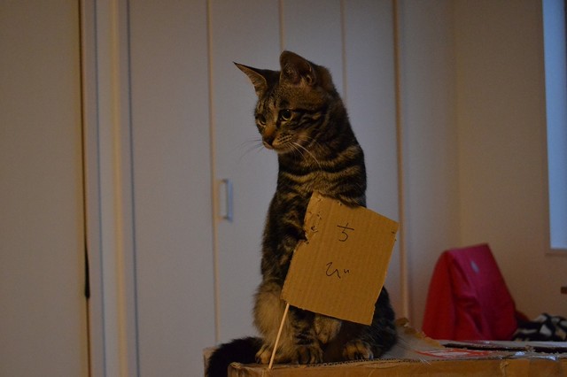 私の名前はチビだニャ。よろしくだニャ