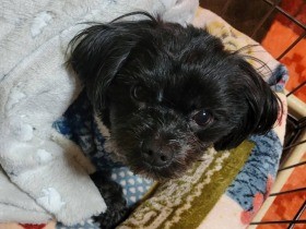 寒くて出たくない～　お布団かけてもらってぬくぬくなマルプー「ラッキー」