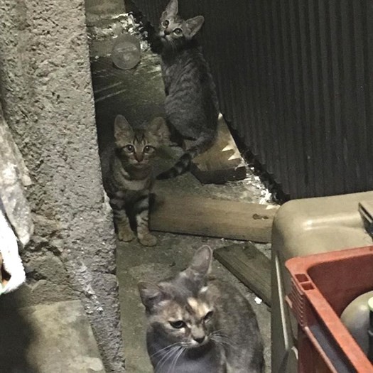 野良時代のキャンディ