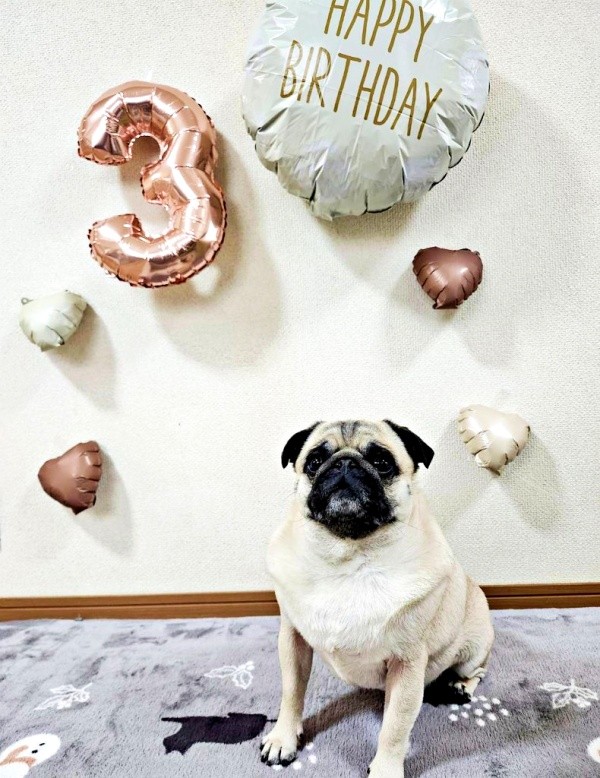 2024年12月に3歳を迎えたぽんずちゃん（画像提供：パグのぽんずさん）