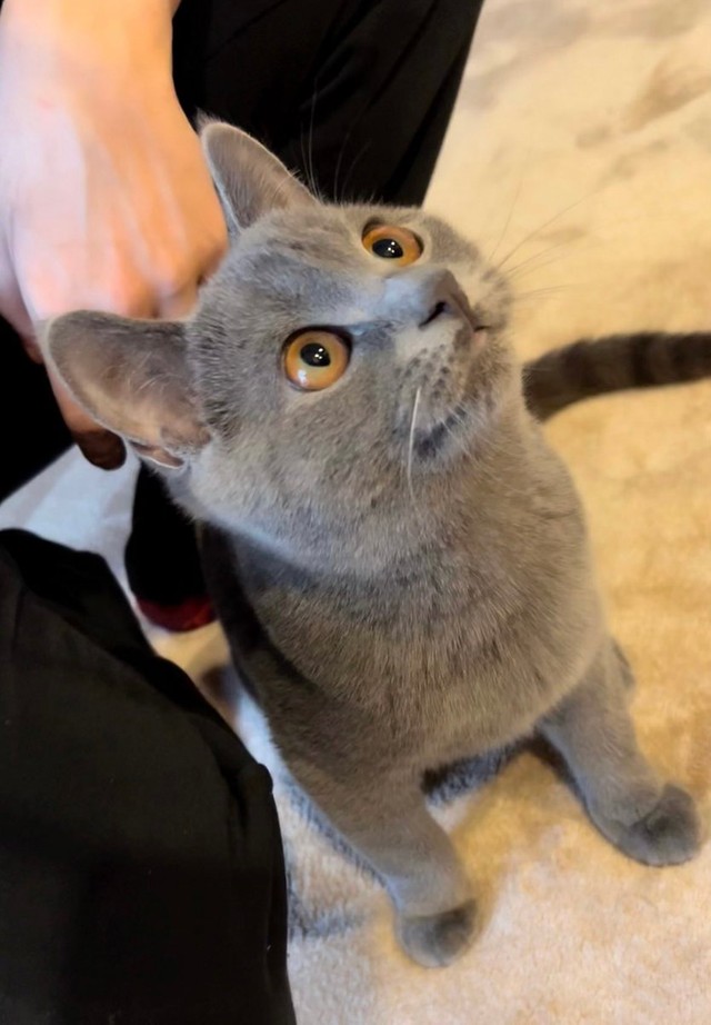 楽しいことがいっぱいにゃ〜！＝おいでやすブリオさん（@burio0522）提供