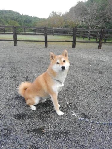 家にきたころの「フク」
