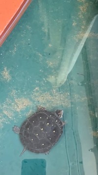 水に浸かる亀ちゃん（このあと水換え予定だった）／ぜろまるペッツさん（@ぜろまるペッツ）提供