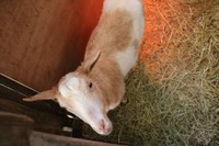 三つ子の母あられ