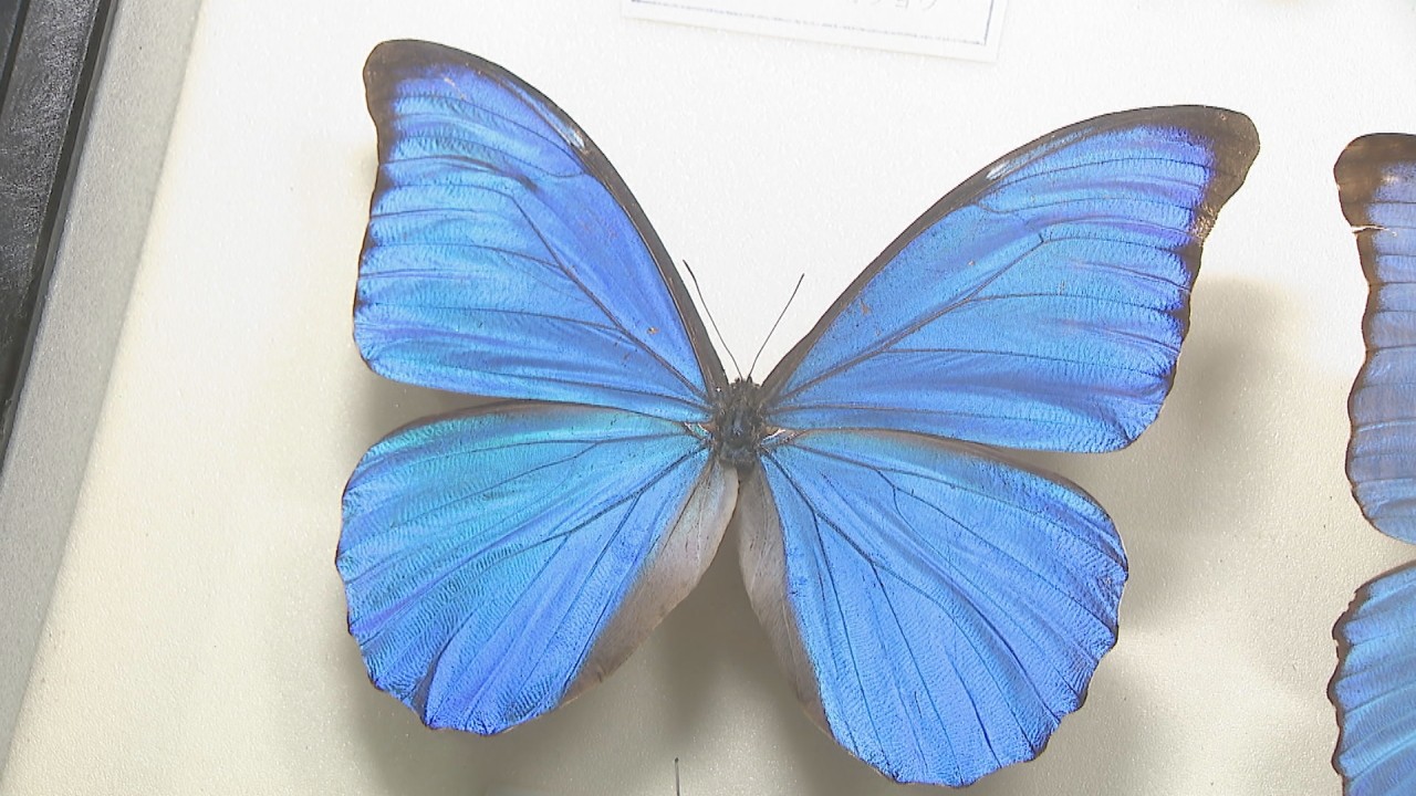 蝶の標本　ジャングルを舞う宝石の世界(珍A) 蝶の標本 ジャングルを舞う宝石の世界(珍A)