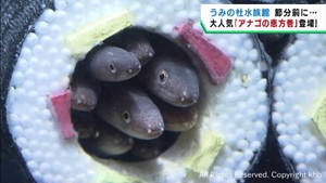 節分を前に大人気の「アナゴの恵方巻」登場　仙台うみの杜水族館