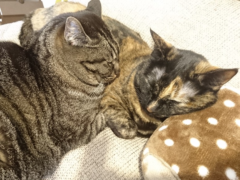 猫とルンバの「仁義なき戦い」　夢のコラボの実現はいつ！？