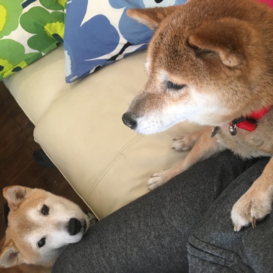 私の場所よ！っと貯蔵に譲らないココ